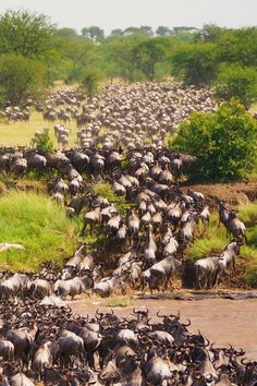 Serengeti scenery