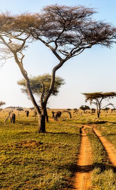 Scenic tree view in Kenya