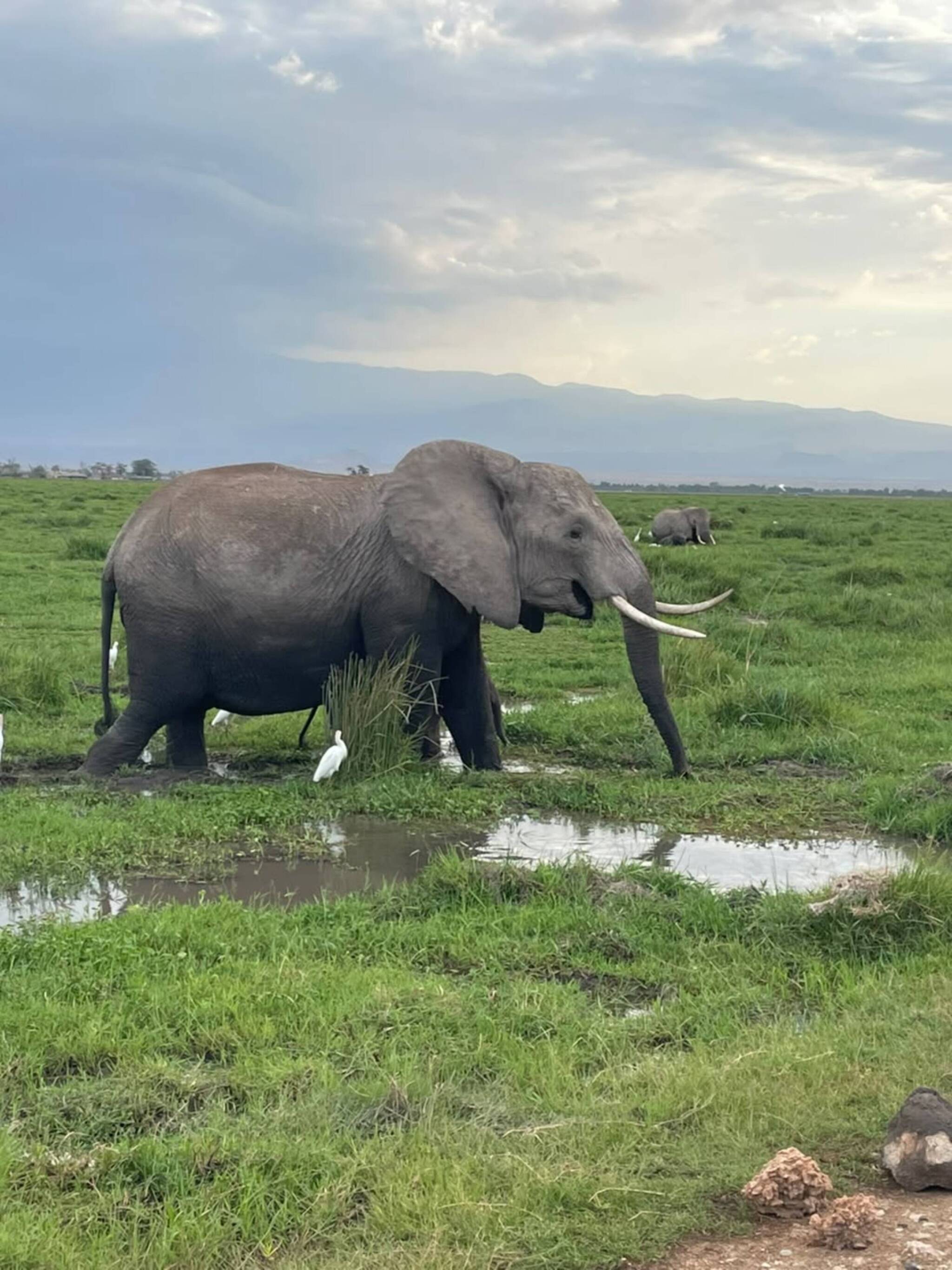 Amboseli National Park: Why Kenya’s Elephant Kingdom Is Like Nowhere Else on Earth