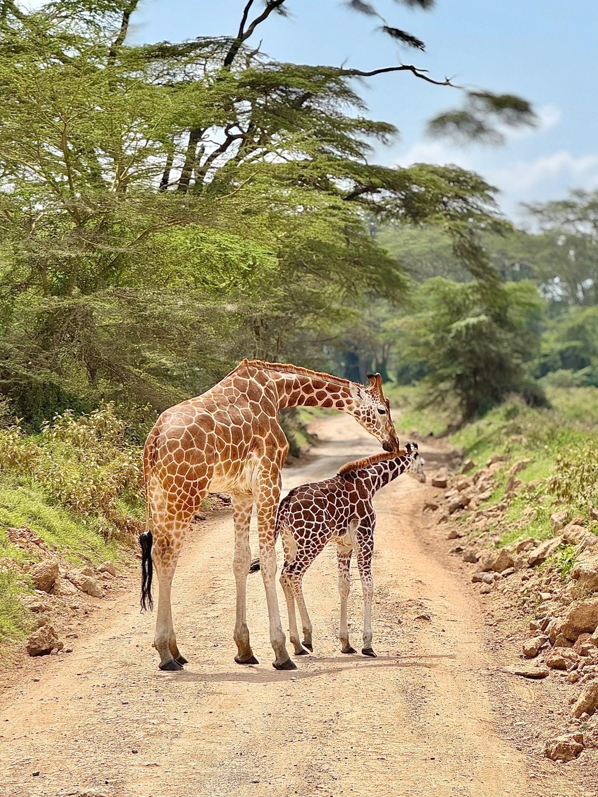 Witness Rothschild’s Giraffes in Lake Nakuru – Mother & Calf Safari Moments