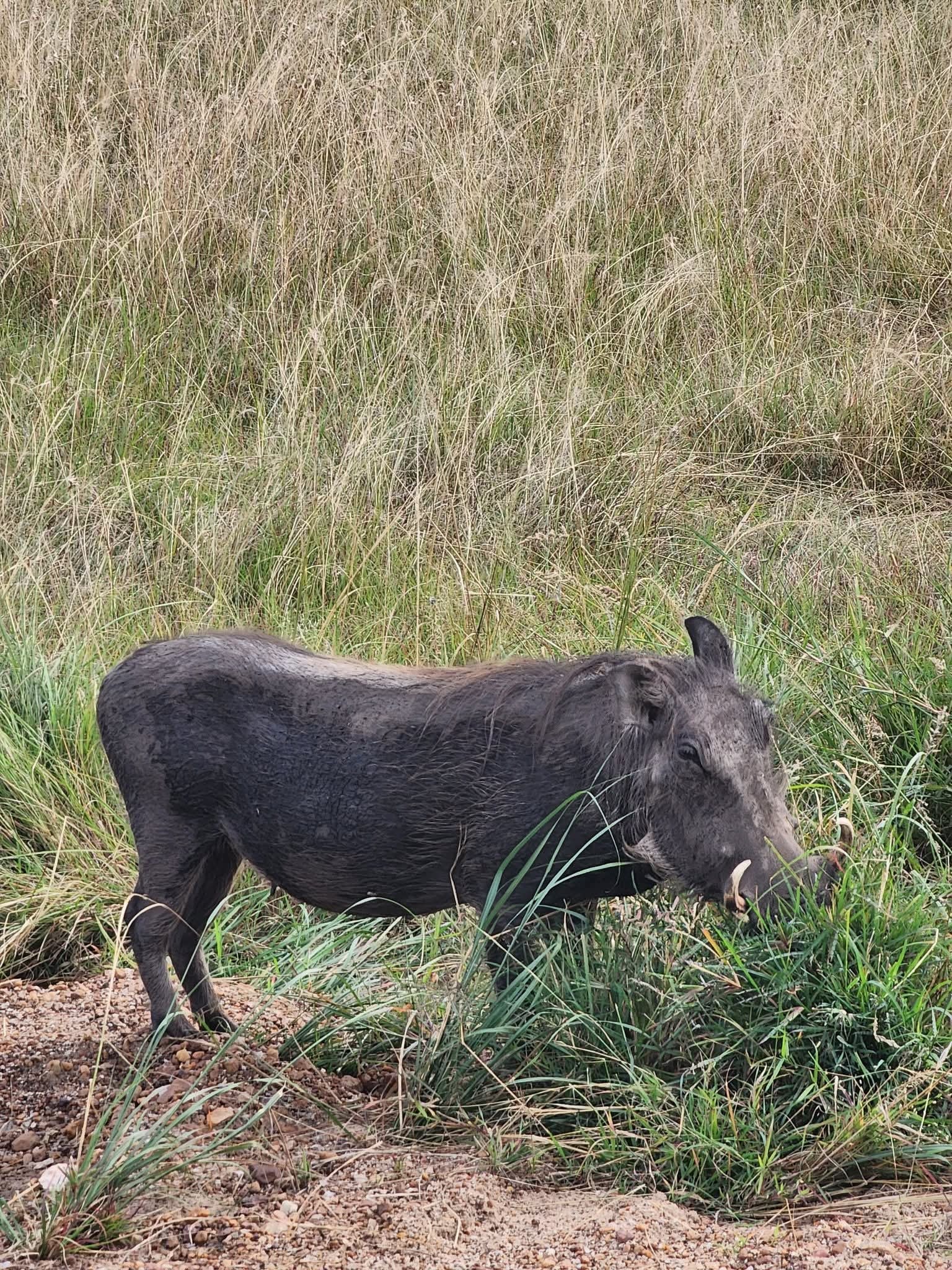 The Underrated Star of the Savannah: Meet Kasongo, the Mighty Warthog