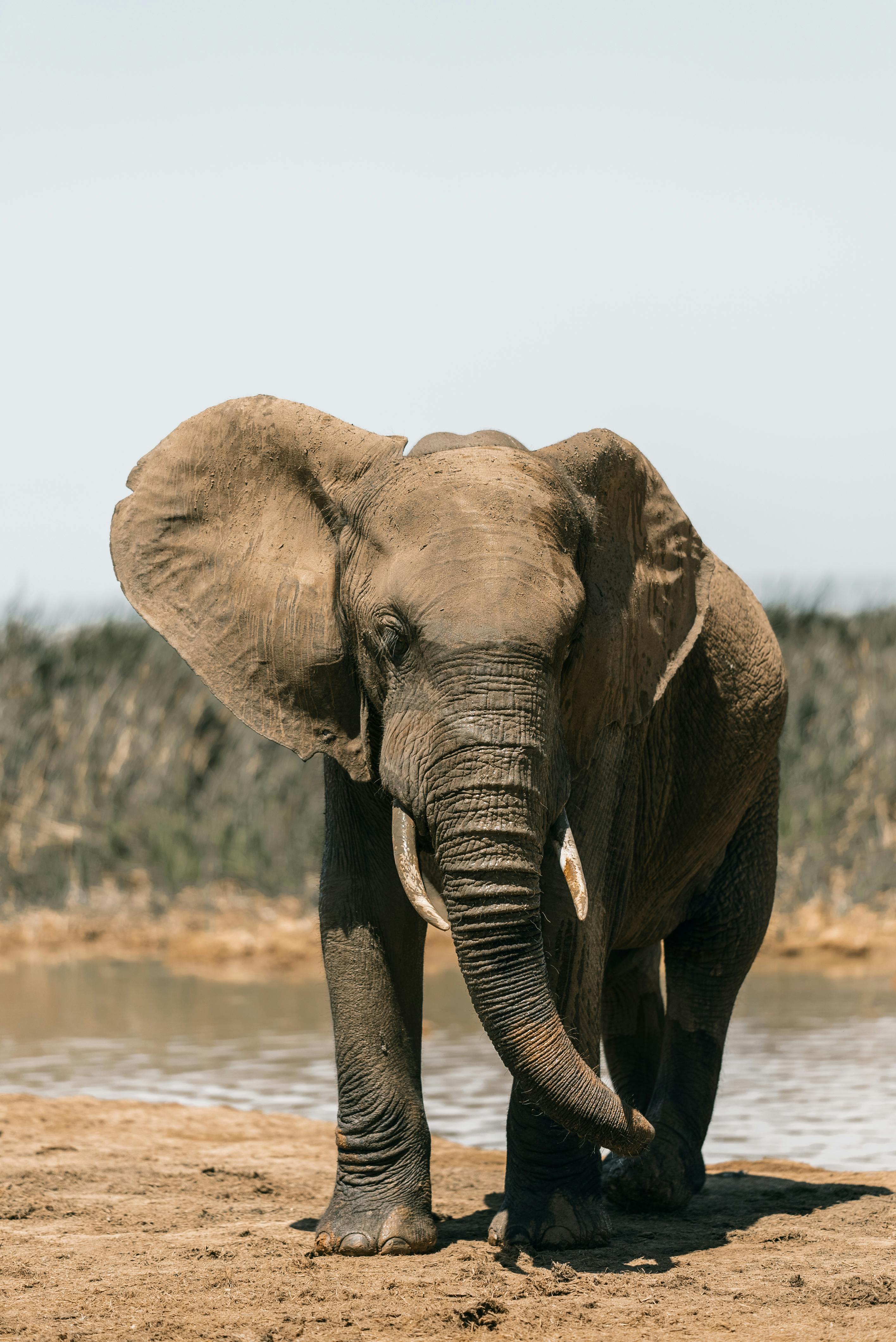 Where to See the Big Five: Your Complete Safari Guide