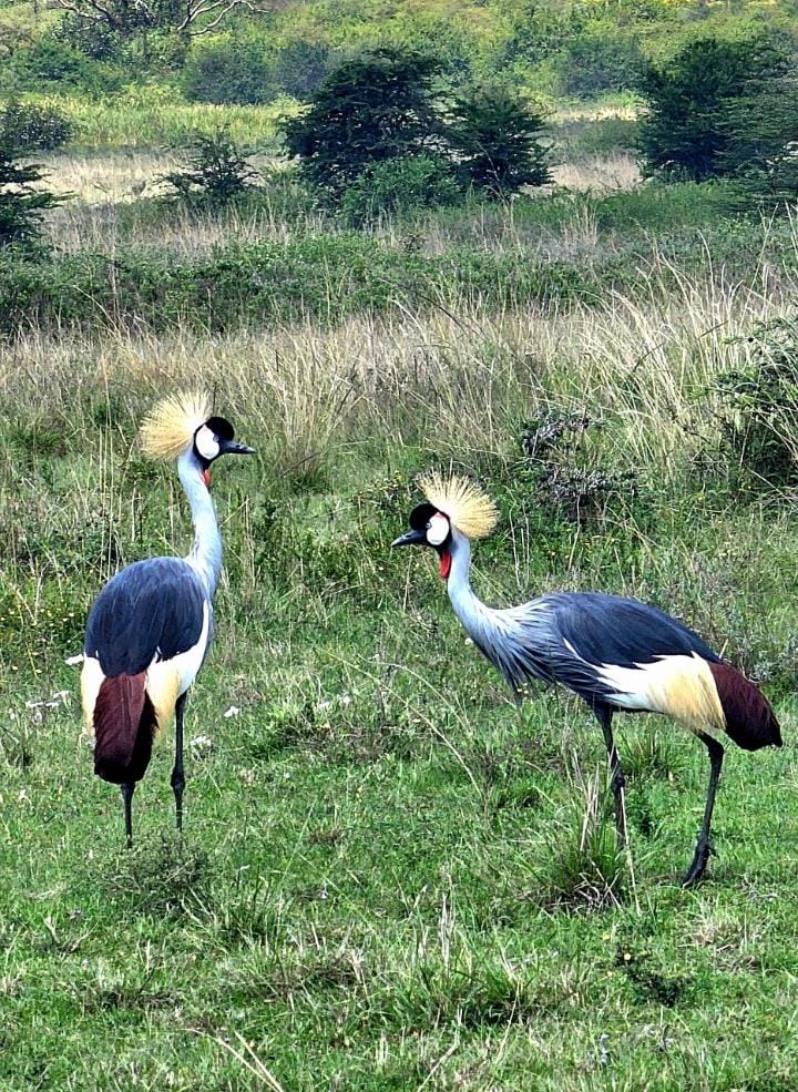 Where to See the Grey Crowned Crane in Africa | Birdwatching Guide