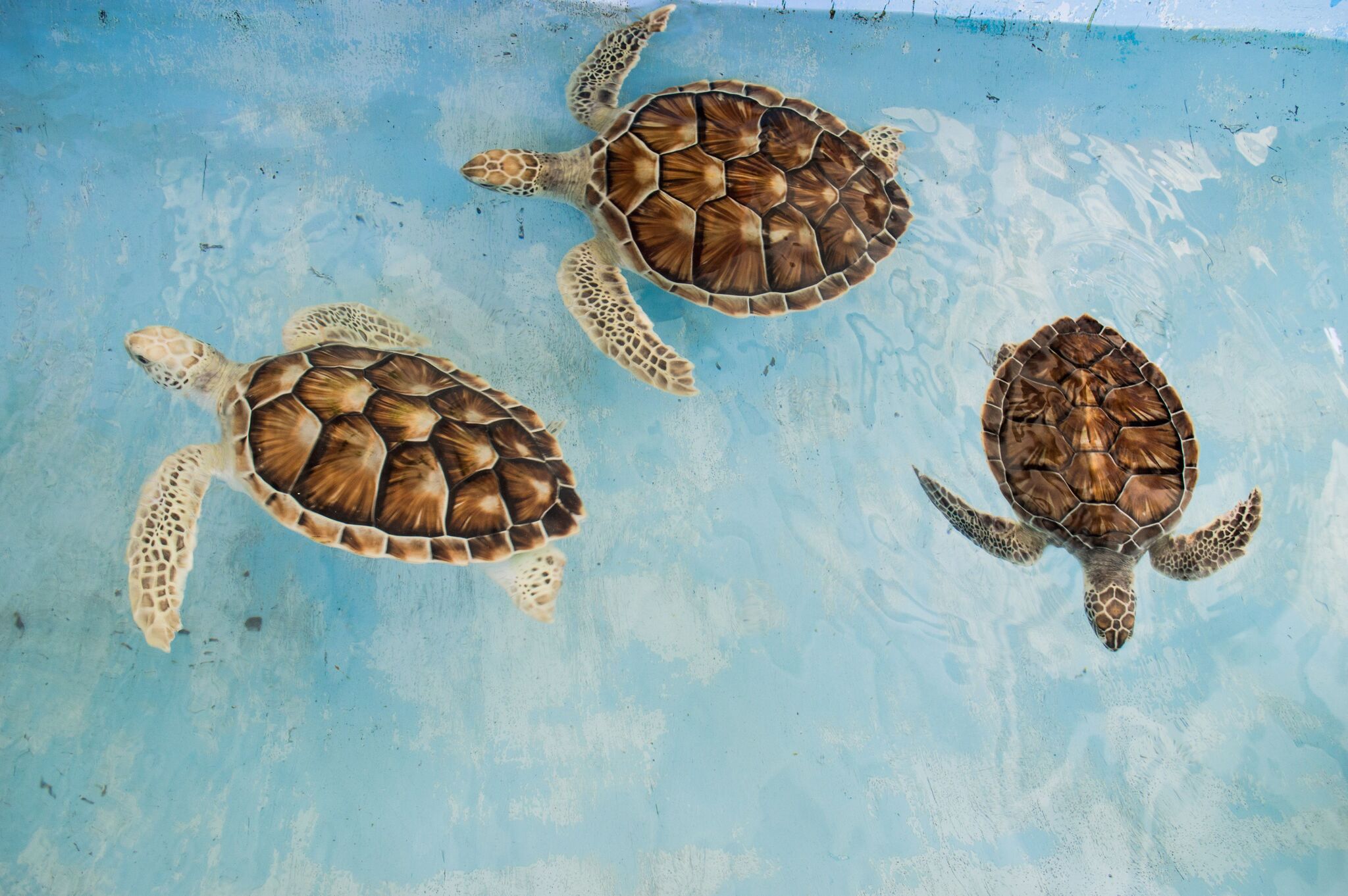 Nungwi Turtle Aquarium