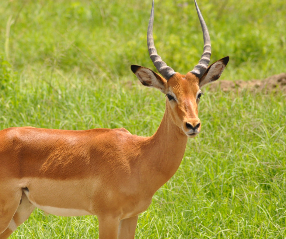 Why You Should Visit the Masai Mara: A Journey with Sublime Safaris