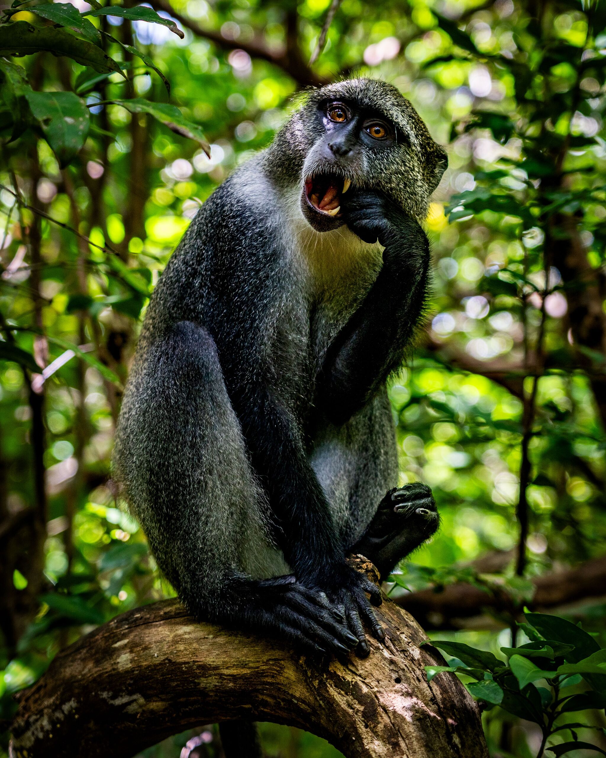 Jozani Chwaka Bay National Park: Where Zanzibar's Forest Monkeys Steal the Show