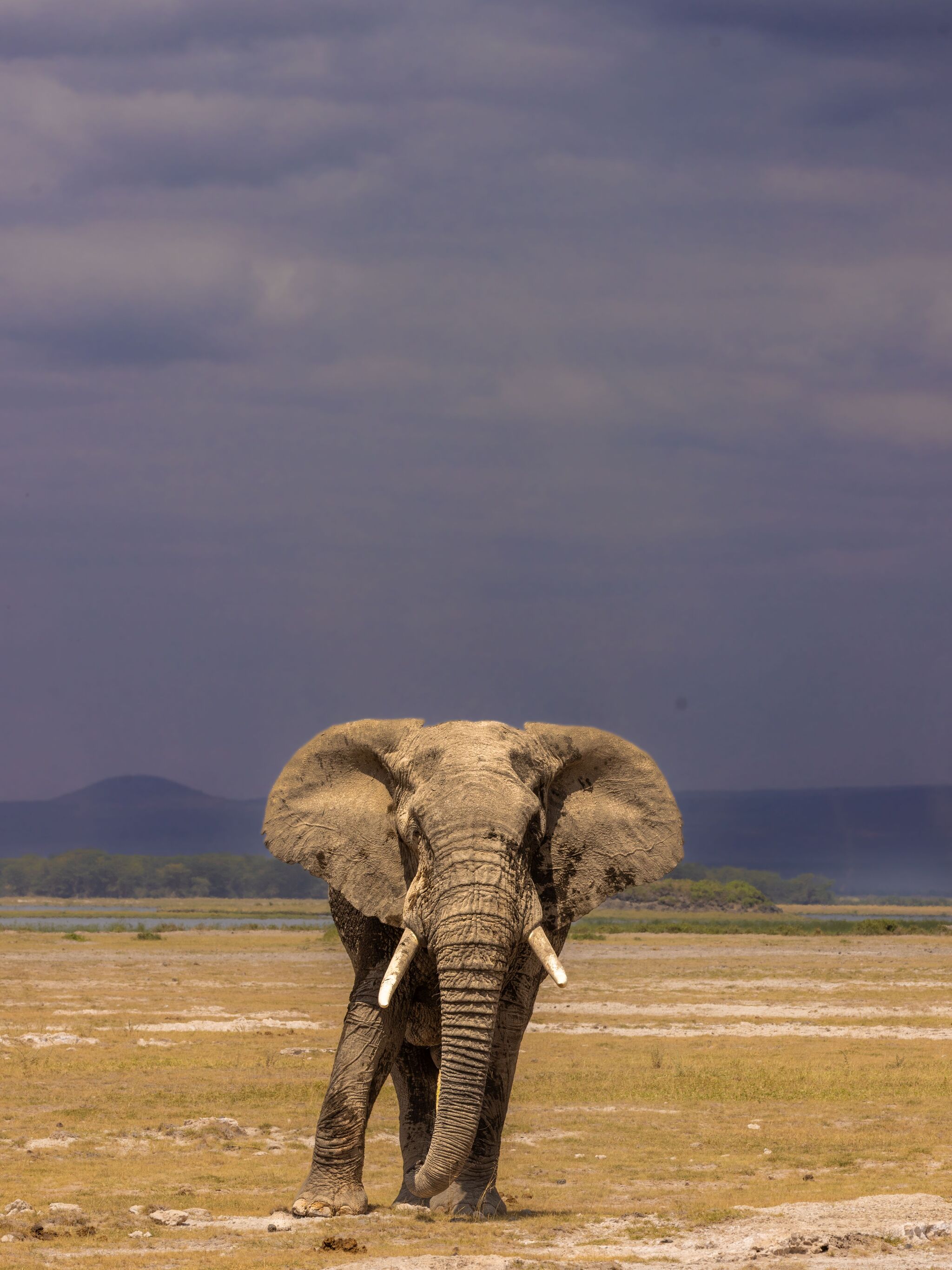 Amboseli Elephants: The Original Kilimanjaro Influencers