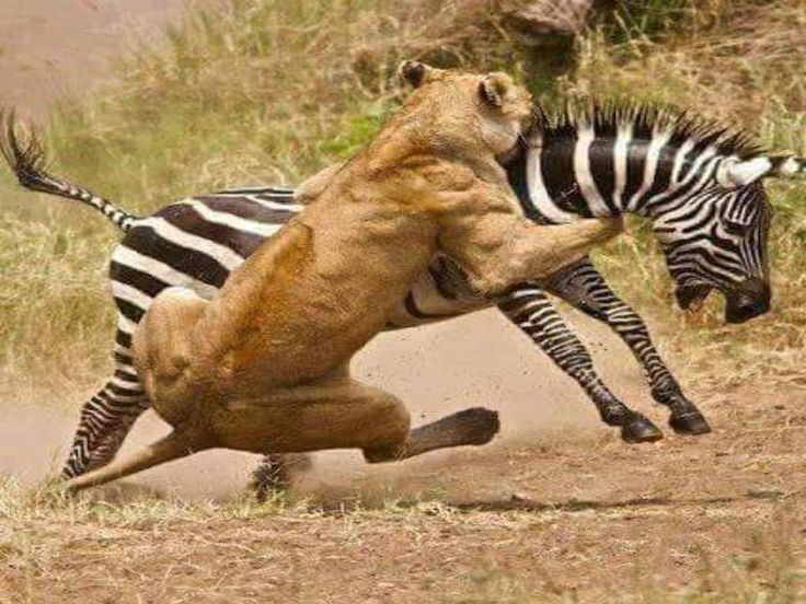 Predator-Prey Encounters in the African Wilderness
