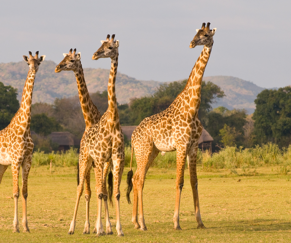 Cover Image of 14 days tanzania wildlife and beach safari