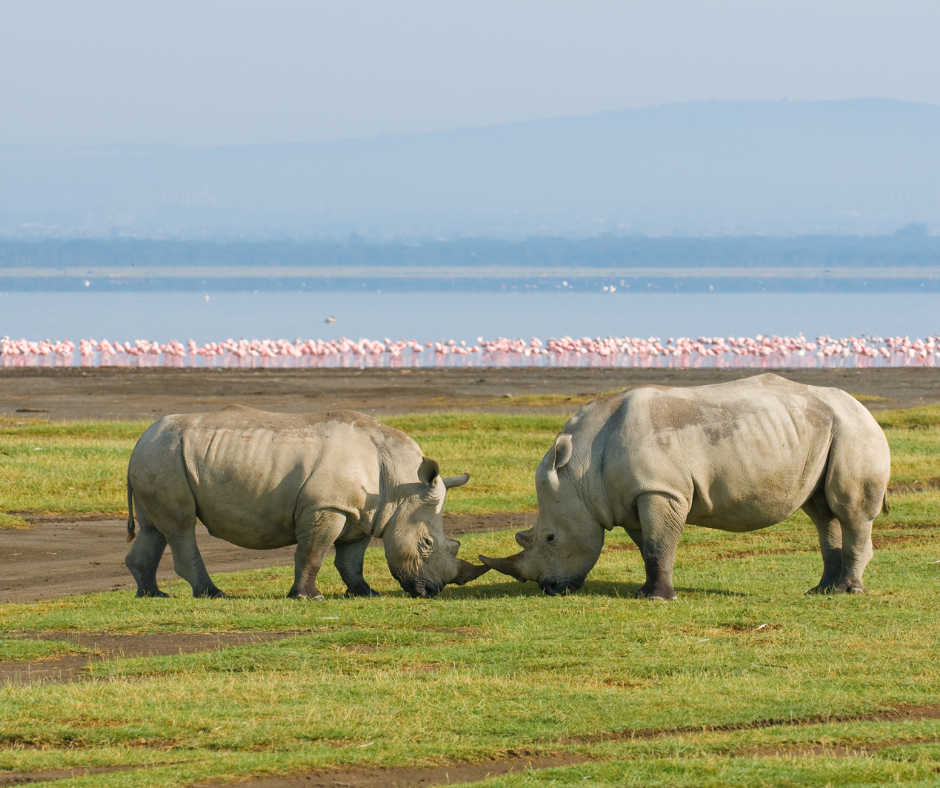 Cover Image of 2 days lake nakuru national park safari