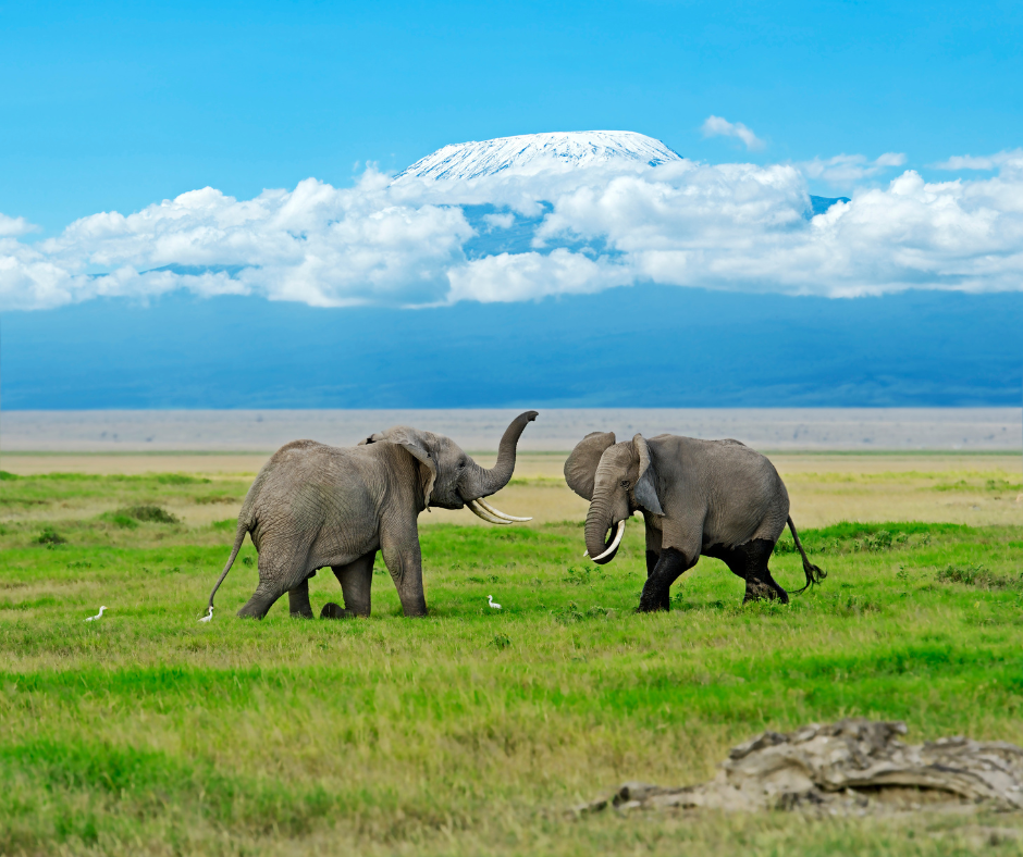 Cover Image of 3 Days Amboseli National Park