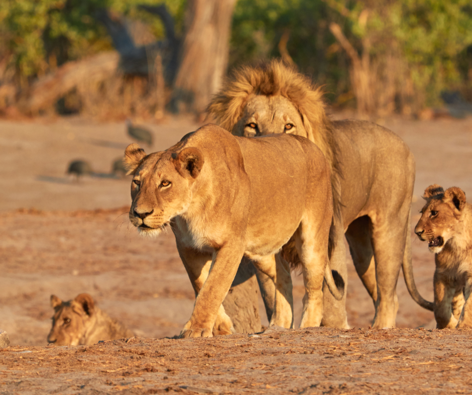 Cover Image of 3 Days Masai Mara Safari