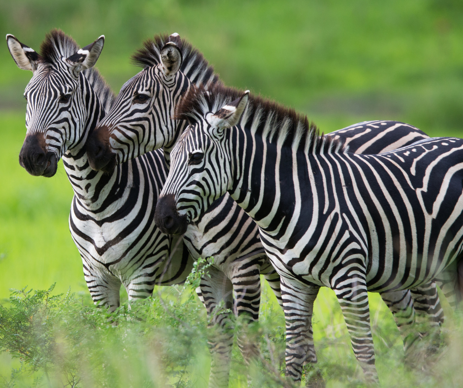 Cover Image of 4 days masai mara