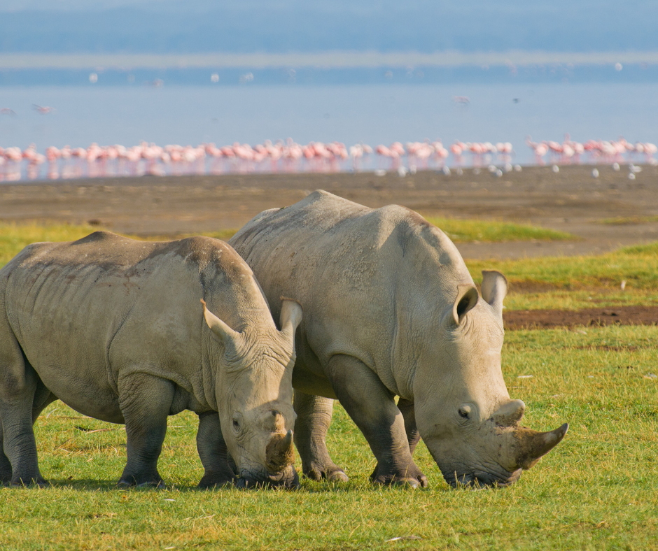 Cover Image of 4 Days Masai Mara & L.Nakuru - Budget safari