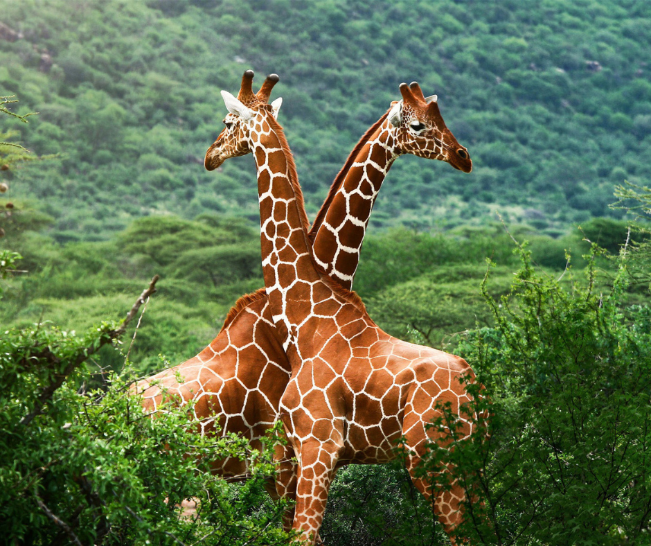 Cover Image of NAIROBI EXCURSION( Nairobi National Park, Elephant orphanage & City ride)