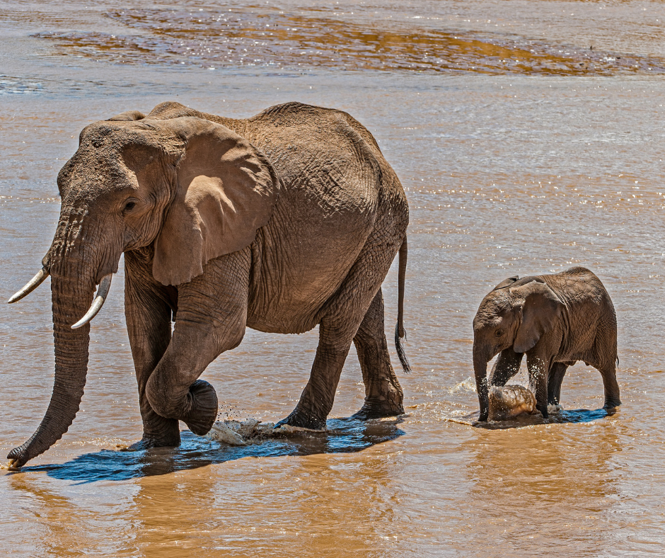 Cover Image of 8 days samburu, lake nakuru, masai mara & amboseli