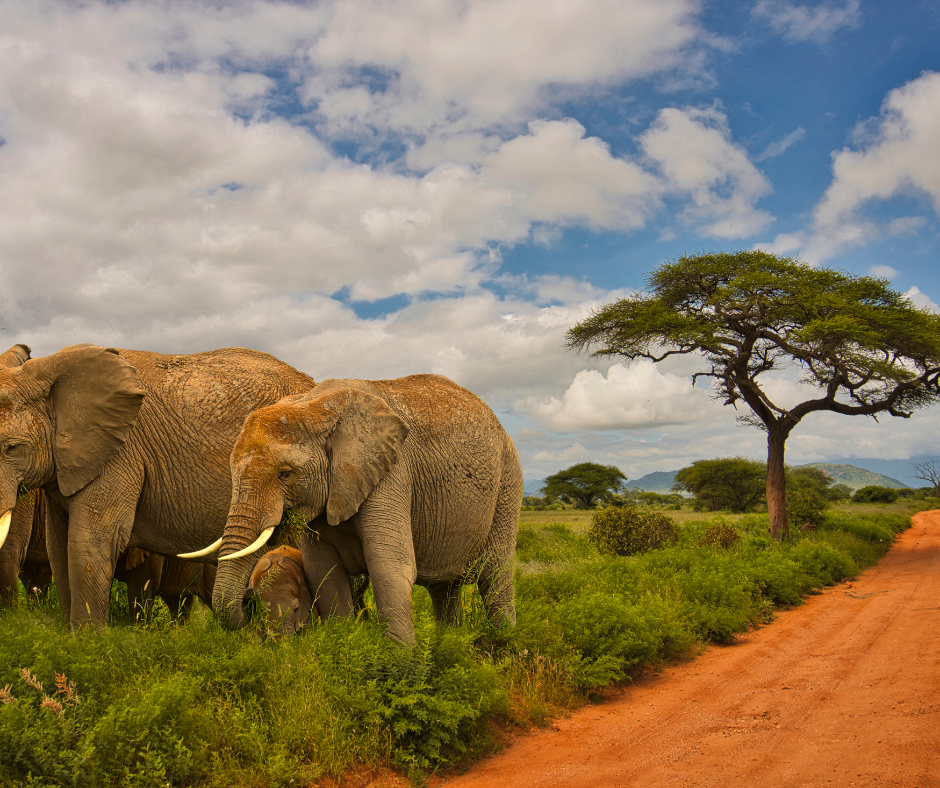 Cover Image of 7 Days Kenya & Tanzania Wildlife Safari