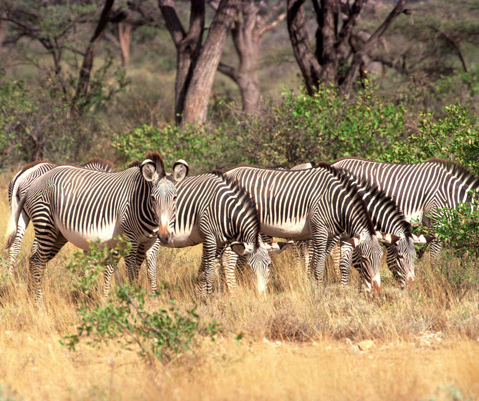 Cover Image of 6 days samburu, lake nakuru &masai mara