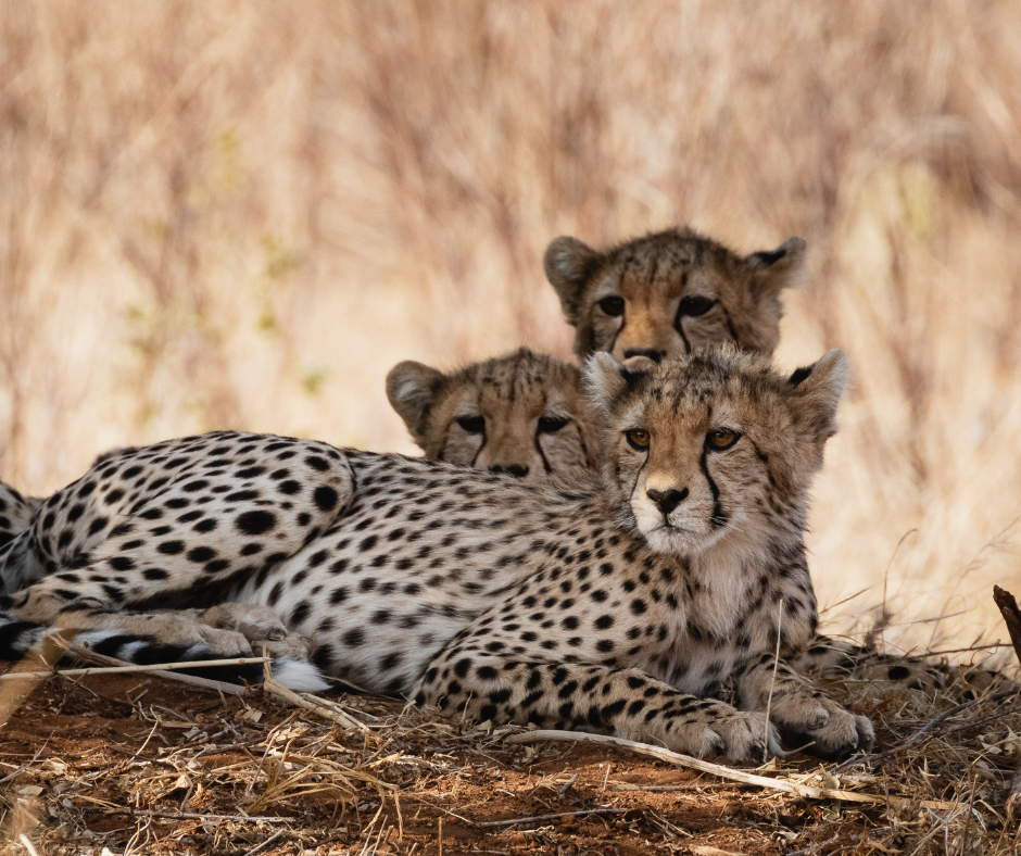 Cover Image of 6 Days Amboseli, Lake Nakuru, Masai Mara Luxury Safari