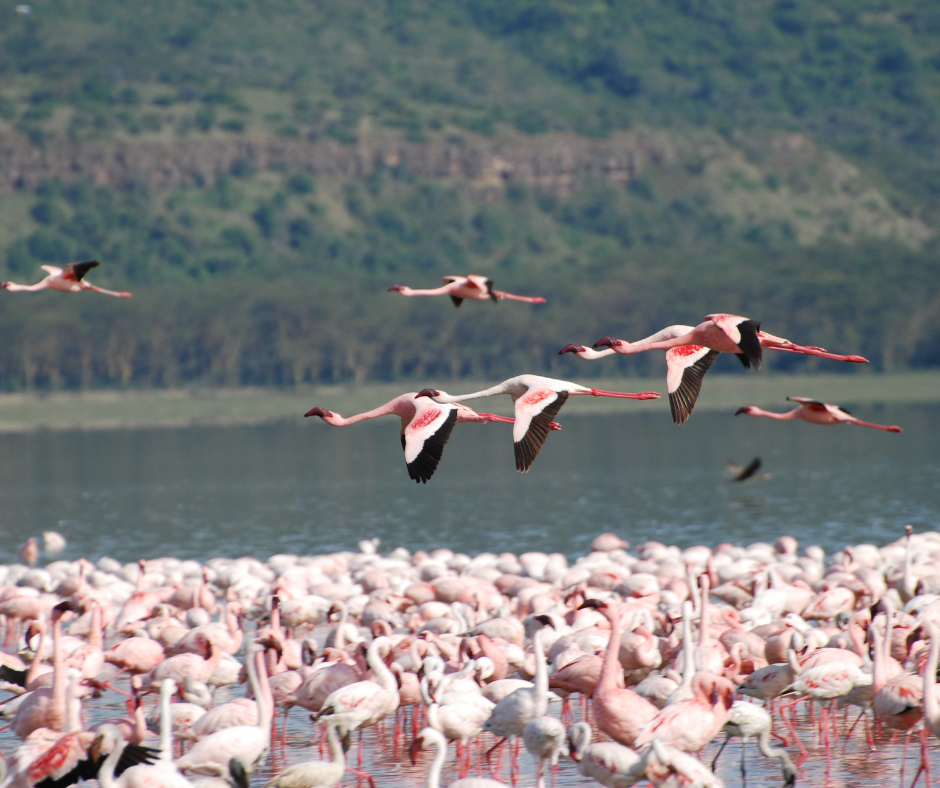 Cover Image of 4 Days Nakuru & Masai Mara Luxury Safari